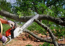 How Our Tree Care Process Works  in  Doe Valley, KY